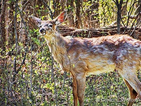 Young Deer_DSCF01848.jpg - White-tailed deer (Odocoileus virginianus) photographed near Rideau Ferry, Ontario, Canada.